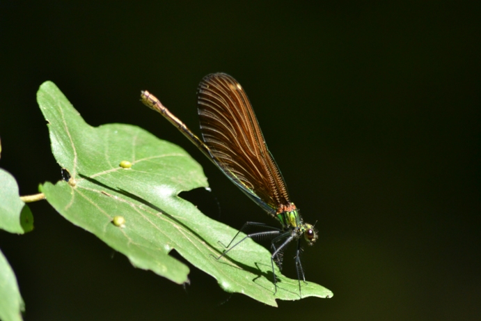 calopteryx ??